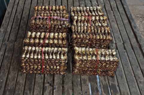 Dried packaged fish ready for shipping