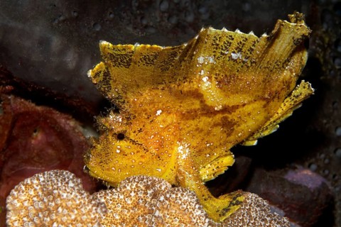Leaf Scorpionfish or Paperfish (Taenianotus triacanthus)