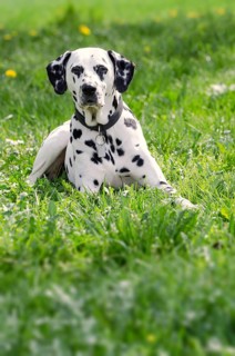Dalmatian lying in a meadow