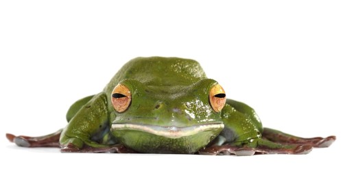 White-lipped Tree Frog (Litoria infrafrenata)