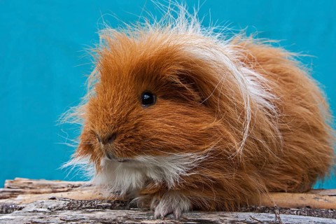 Two-tone Swiss Teddy Guinea Pig