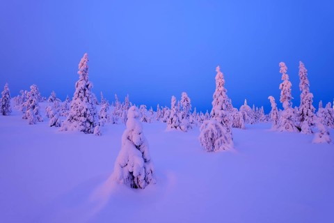 Trees in a snow-covered winter landscape