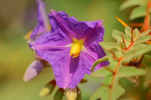 Porcupine Tomato (Solanum pyracanthum)