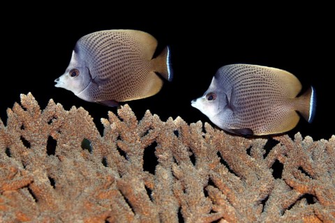 Black-Spotted Butterflyfish (Chaetodon nigropunctatus) over a table coral