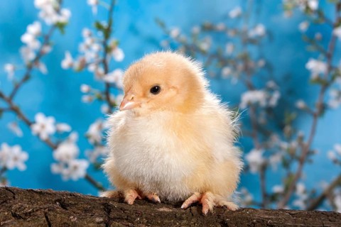 Domestic fowl chick