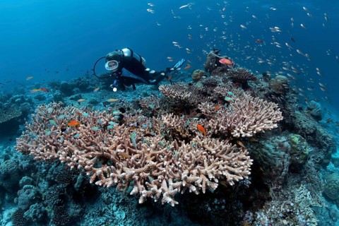 Scuba diver at a coral reef