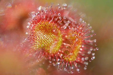 Sundew (Drosera rotundifolia)