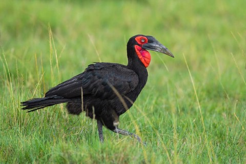 Southern ground hornbill (Bucorvus leadbeateri) walking in grass