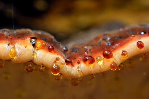 Red Banded Polypore (Fomitopsis pinicola) with drops