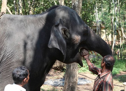 Mahout feeding an Asian Elephant (Elephas maximus)