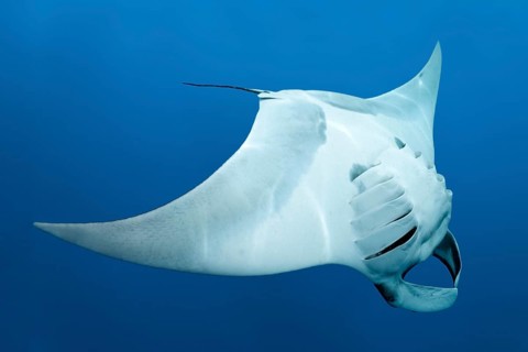 Reef manta ray (Manta alfredi)