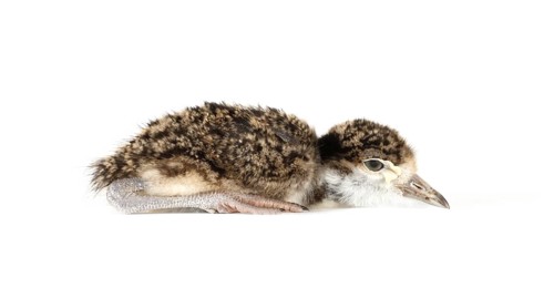 Spur-winged Lapwing or Spur-winged Plover (Vanellus spinosus) chick