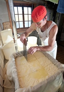 Dairyman cutting the finished cottage cheese into pieces