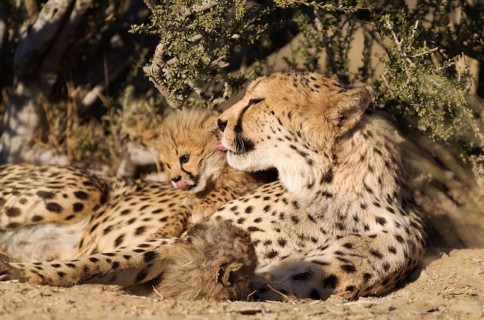 Cheetah (Acinonyx jubatus)