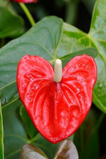 Flamingo Lily