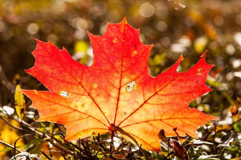 Norway Maple (Acer platanoides)