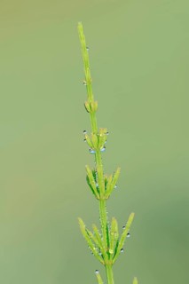 Field Horsetail (Equisetum arvense) covered with dew drops