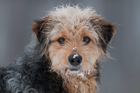 Bosnian Coarse-haired Hound