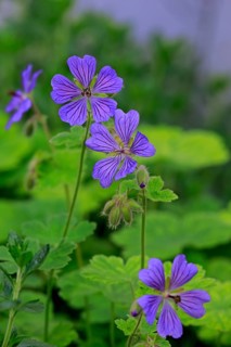 Cranesbill or Ashy Cranesbill (Geranium cinereum)