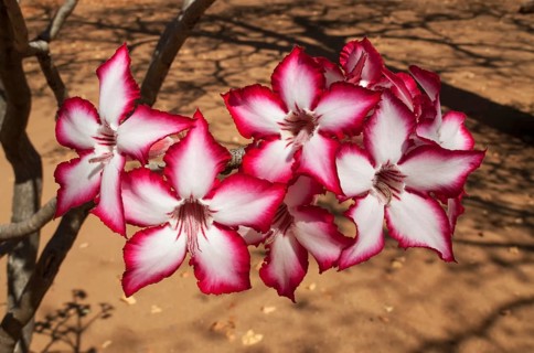 Impala Lily (Adenium multiflorum)