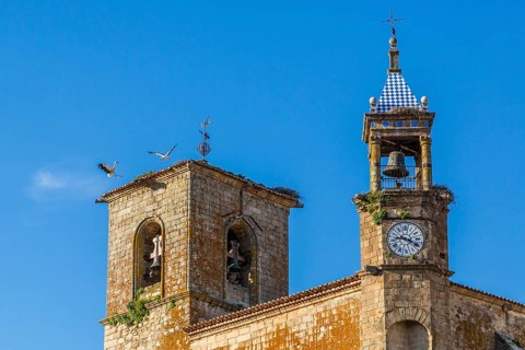 White Stork nests on the roof of the church of Santa Maria la Mayor