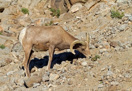 Bighorn Sheep (Ovis canadensis)
