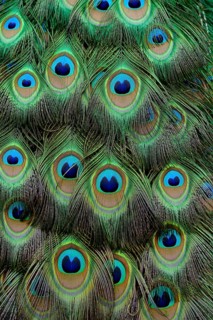 Indian Peafowl or Blue Peafowl (Pavo cristatus)