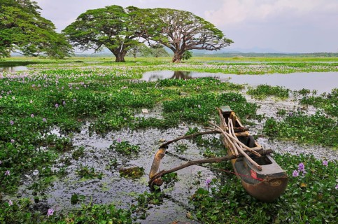 Outrigger canoe on the banks of the artificial lake Tissa Wewa