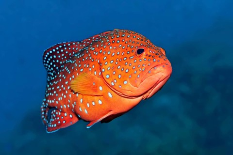 Coral Hind