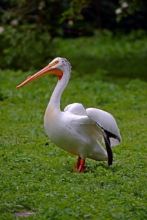 American White Pelican (Pelecanus erythrorhynchos)