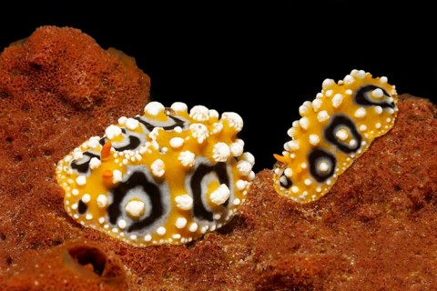 Two Ocellate Phyllidias (Phyllidia ocellata)