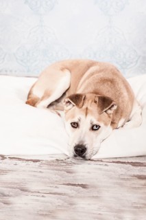 Akita Inu mixed-breed dog