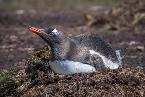 Gentoo Penguin (Pygoscelis papua) on the nest