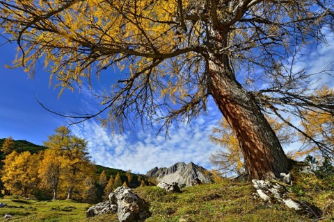 Larch forest (Larix decidua)