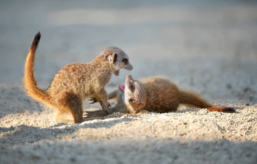 Meerkats (Suricata suricatta)