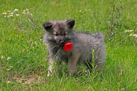 Keeshond