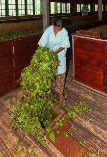 Woman dropping tea leaves into a hole for further processing