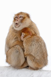 Barbary macaque (Macaca sylvanus)