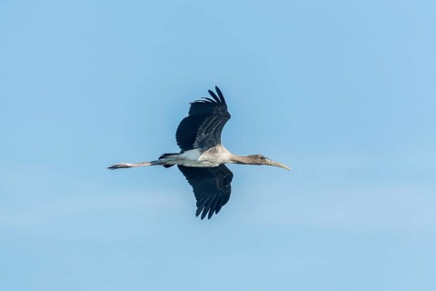 Young Painted Stork (Mycteria leucocephala) in flight