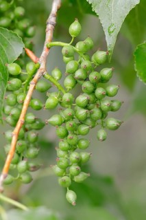 Canadian Poplar or Hybrid Black Poplar (Populus x canadensis