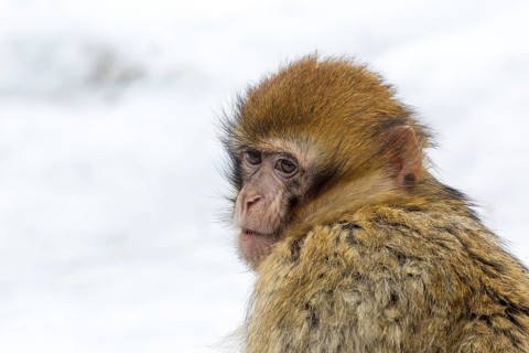 Barbary Macaque (Macaca sylvanus) in the snow