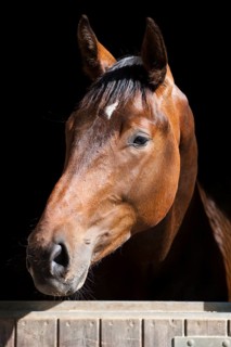 Austrian Warmblood
