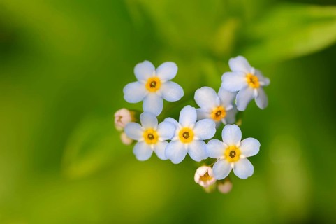 Water Forget-me-not or True Forget-me-not (Myosotis scorpioides