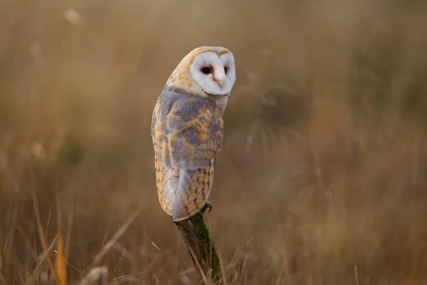 Barn Owl (Tyto alba)