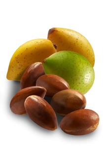 Fresh Argan nuts (Argania spinosa)