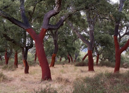 Recently stripped Cork Oaks (Quercus suber) in the Sierra de Grazalema