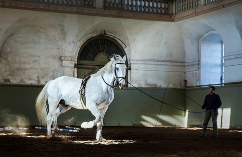 Training of a white Kladruber horse