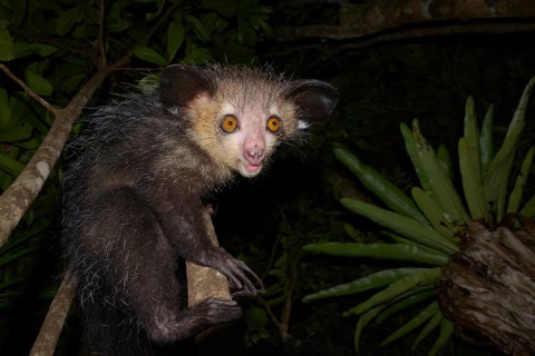 Aye-aye (Daubentonia madagascariensis)