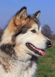 Alaskan Malamute