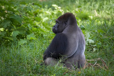 Western Lowland Gorilla (Gorilla gorilla gorilla) in reintroduction enclosure